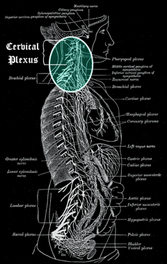 Biological Location of the Cervical Plexus